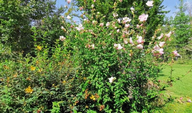 Jardin fleuri autour dun gîte rural, offrant un cadre paisible et verdoyant.