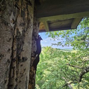 Cabane perchée dans un arbre, offrant une vue imprenable sur la nature verdoyante.