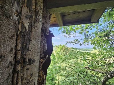 Cabane perchée dans un arbre, offrant une vue imprenable sur la nature verdoyante.