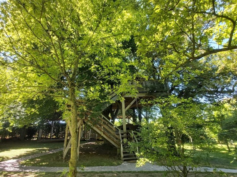 Cabane dans les arbres entourée de verdure luxuriante et darbres majestueux.