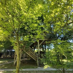 Cabane dans les arbres à Hauts-de-France, entourée de verdure luxuriante.