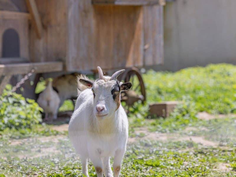 Chalet rural avec une chèvre curieuse dans un jardin verdoyant.