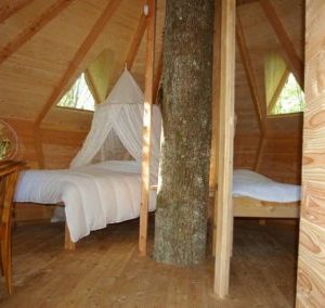 Cabane en bois avec un arbre au centre, offrant un séjour unique et cosy.
