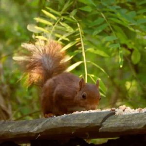 Hébergement insolite en Centre : cabane dans les arbres, entourée de verdure luxuriante.