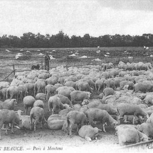Hébergement insolite en pleine nature, avec des moutons paissant dans un parc verdoyant.