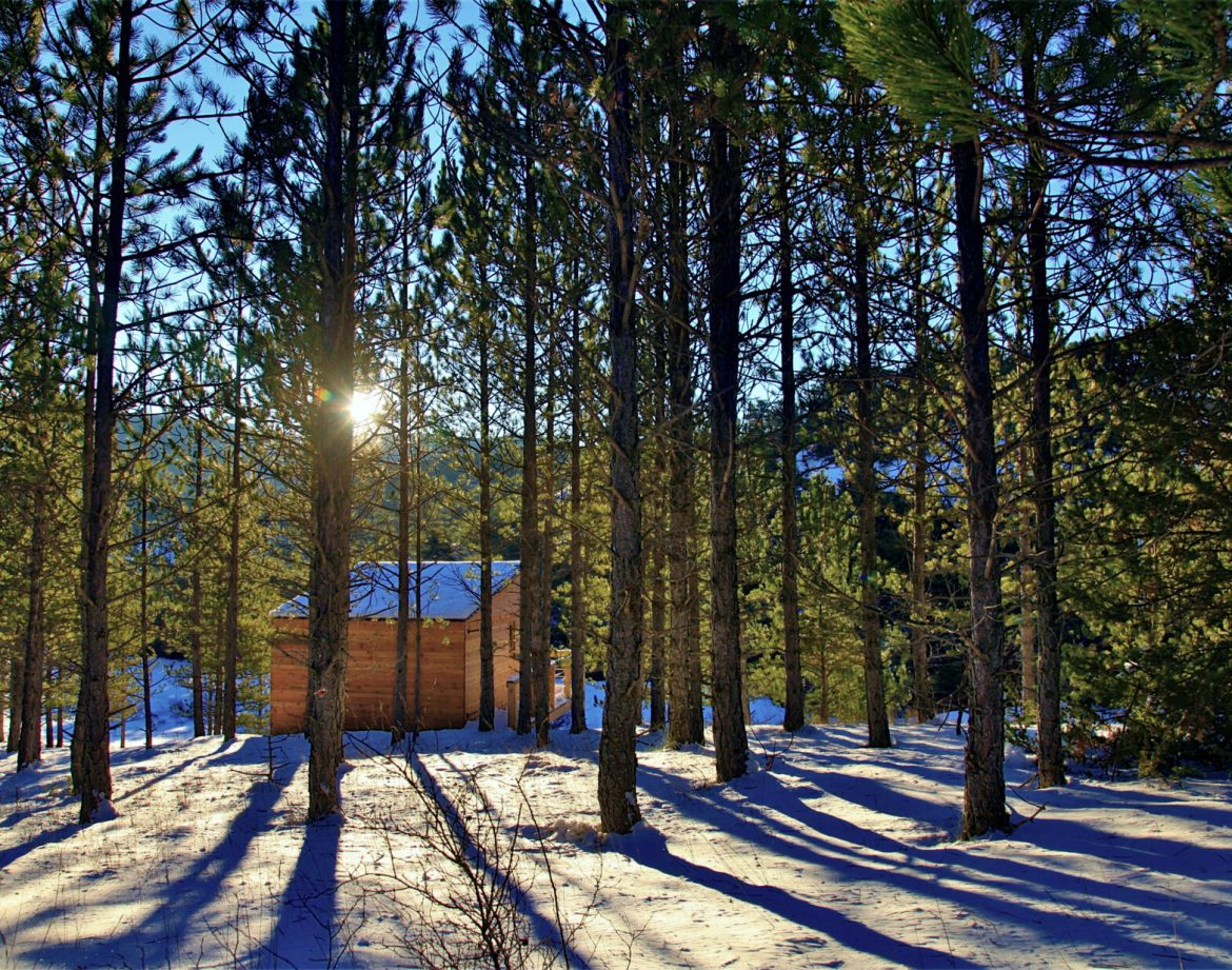Cabane en bois nichée parmi les pins, baignée de lumière au cœur de la nature.