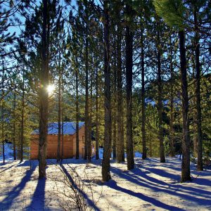 Cabane en bois nichée parmi les pins, baignée de lumière au cœur de la nature.
