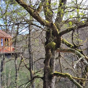 Cabane perchée dans les arbres, entourée de verdure et de branches mossues.