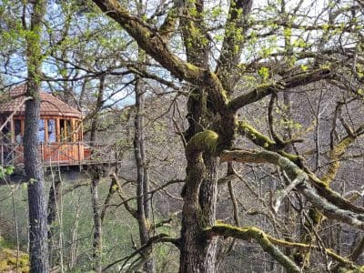 Cabane perchée dans les arbres, entourée de verdure et de branches mossues.