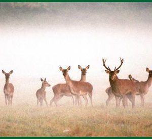 Hébergement insolite en Centre : cabane en bois entourée de cerfs dans la brume.