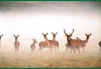 Hébergement insolite en Centre : cabane en bois entourée de cerfs dans la brume.