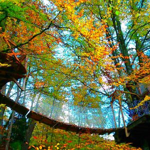 Cabane perchée dans les arbres, entourée de feuillage automnal éclatant.