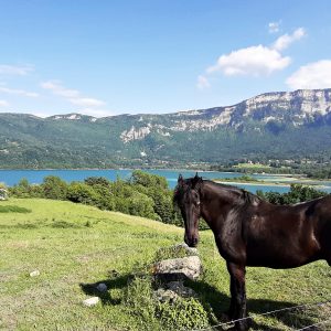 Hébergement insolite en Auvergne-Rhône-Alpes, avec vue sur un lac et un cheval noir.
