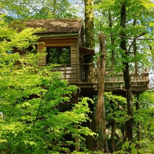 Cabane perchée dans les arbres, entourée de feuillage verdoyant au Grand-Est.