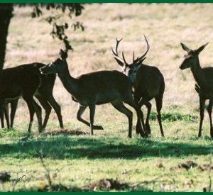 Hébergement insolite en Centre : cabane en bois entourée de cerfs dans la nature verdoyante.