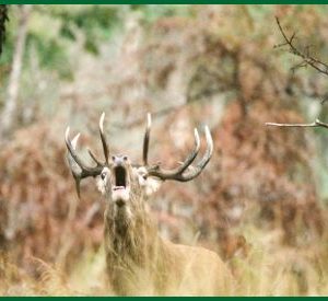 Hébergement insolite en Centre : cabane en bois entourée de nature sauvage et paisible.