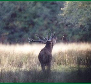 Hébergement insolite en pleine nature, avec un cerf majestueux dans un champ verdoyant.