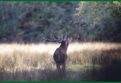 Hébergement insolite en pleine nature, avec un cerf majestueux dans un champ verdoyant.