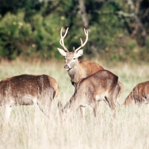 cabanes-chanteclair-notre-domaine-biches-4