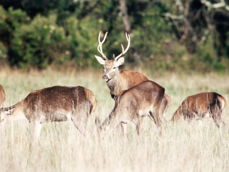 Hébergement en pleine nature, vue sur des cerfs dans un champ verdoyant.
