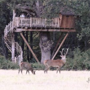 cabanes-chanteclair-notre-domaine-cerf-5