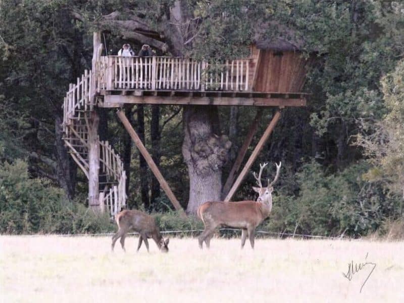 Cabane perchée dans un arbre, avec un cerf et un faon dans un champ verdoyant.