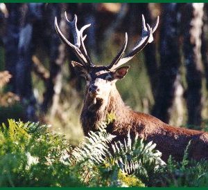 Hébergement insolite en Centre : cabane en bois entourée de verdure et danimaux sauvages.