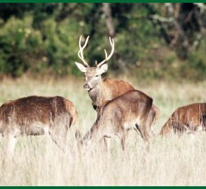 Hébergement insolite en Centre : cabane dans les arbres entourée de nature sauvage.