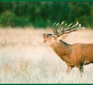 Hébergement insolite en Centre : cabane perchée avec vue sur la nature environnante.