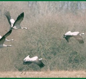 Hébergement insolite en Centre : cabane perchée entourée de nature sauvage et paisible.