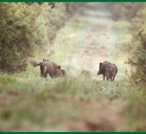 Hébergement insolite en pleine nature, avec des sangliers dans un paysage verdoyant.