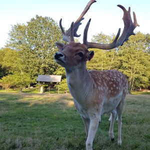 Hébergement insolite en Auvergne-Rhône-Alpes, avec un cerf majestueux en premier plan.