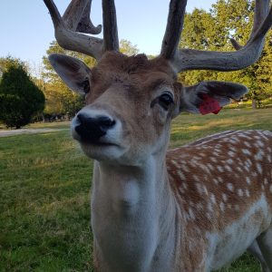 Hébergement insolite en Auvergne-Rhône-Alpes, avec un cerf majestueux en arrière-plan.