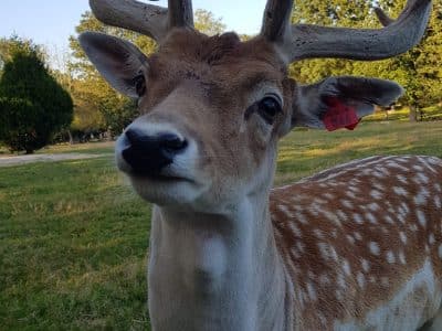 Hébergement insolite en Auvergne-Rhône-Alpes, avec un cerf majestueux en arrière-plan.