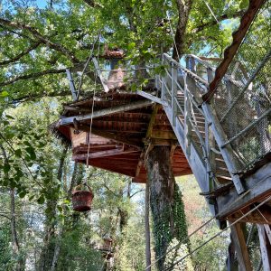 Cabane perchée dans un arbre, accessible par une échelle, entourée de verdure.