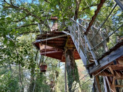 Cabane perchée dans un arbre, accessible par une échelle, entourée de verdure.