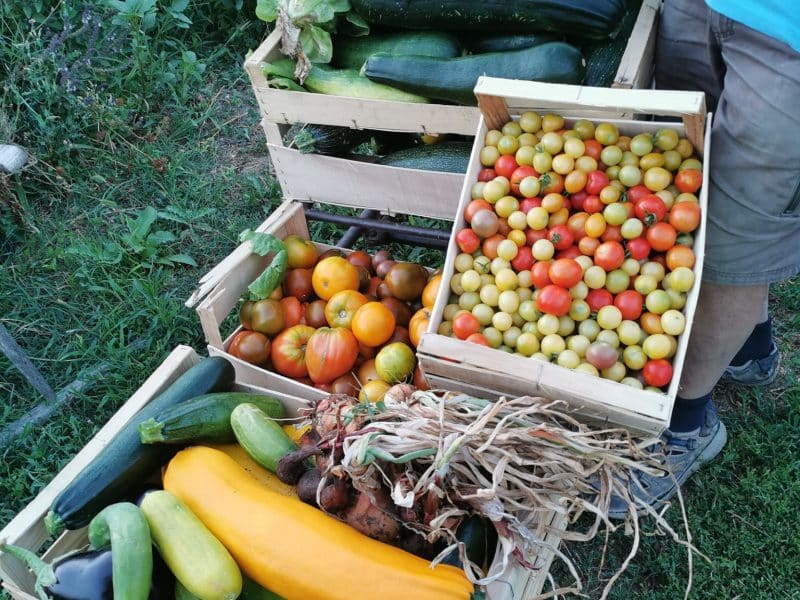Hébergement en pleine nature avec des récoltes de légumes frais dans des caisses en bois.