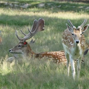 Hébergement insolite en Auvergne-Rhône-Alpes, avec des cerfs dans un champ verdoyant.