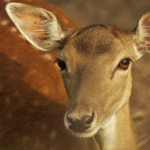 Hébergement insolite en Auvergne-Rhône-Alpes, avec un cerf au pelage tacheté.