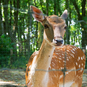Hébergement insolite en Auvergne-Rhône-Alpes, avec un cerf aux taches blanches en arrière-plan.