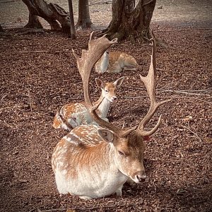 Hébergement insolite en Auvergne-Rhône-Alpes, avec un cerf majestueux au premier plan.