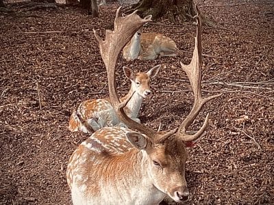 Hébergement insolite en Auvergne-Rhône-Alpes, avec un cerf majestueux au premier plan.