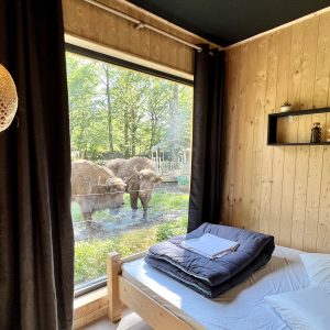 Chalet en bois avec vue sur des bisons dans un cadre naturel apaisant.