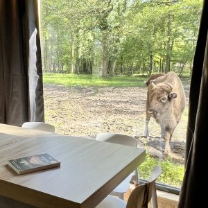 Hébergement insolite en Auvergne-Rhône-Alpes avec vue sur une vache à travers la fenêtre.