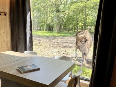 Hébergement insolite en Auvergne-Rhône-Alpes avec vue sur une vache à travers la fenêtre.
