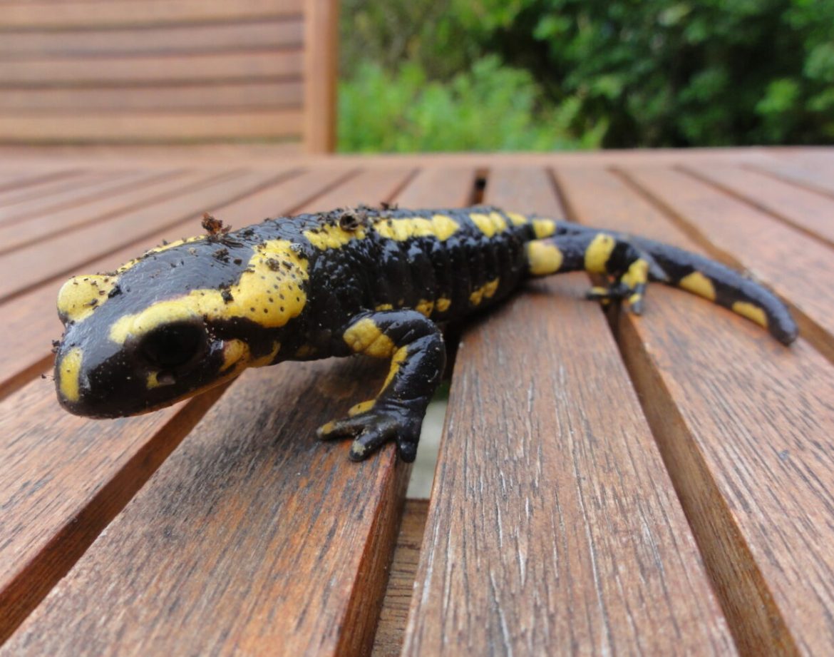 Hébergement insolite en Bretagne : cabane en bois avec salamandre colorée sur la terrasse.