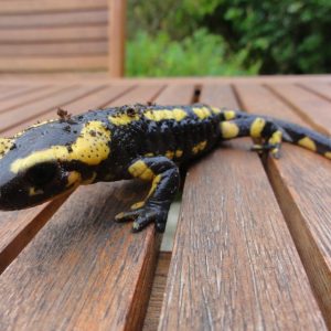 Hébergement insolite en Bretagne : cabane en bois avec salamandre colorée sur la terrasse.