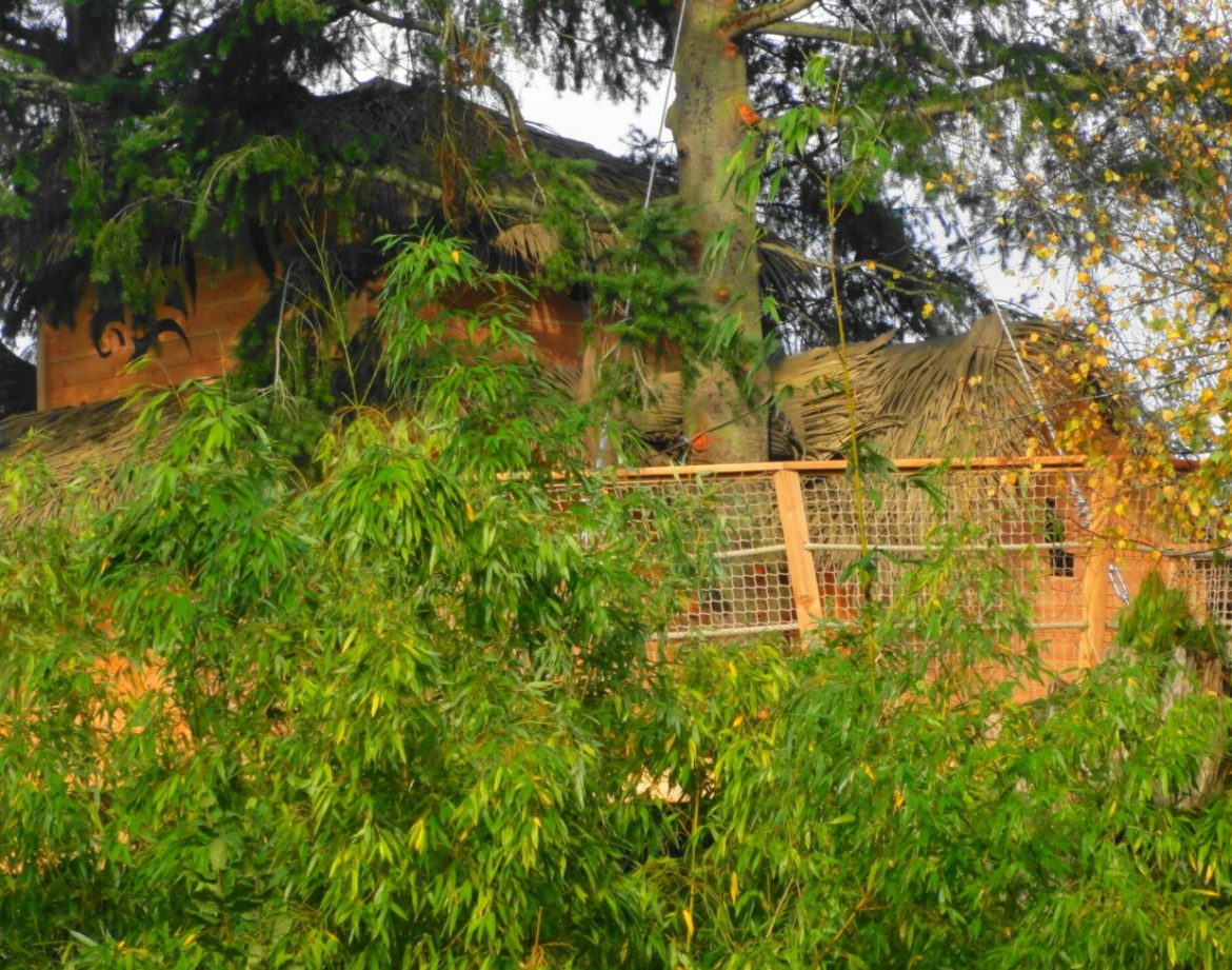 Cabane perchée en Bretagne, entourée de verdure et de bambous.