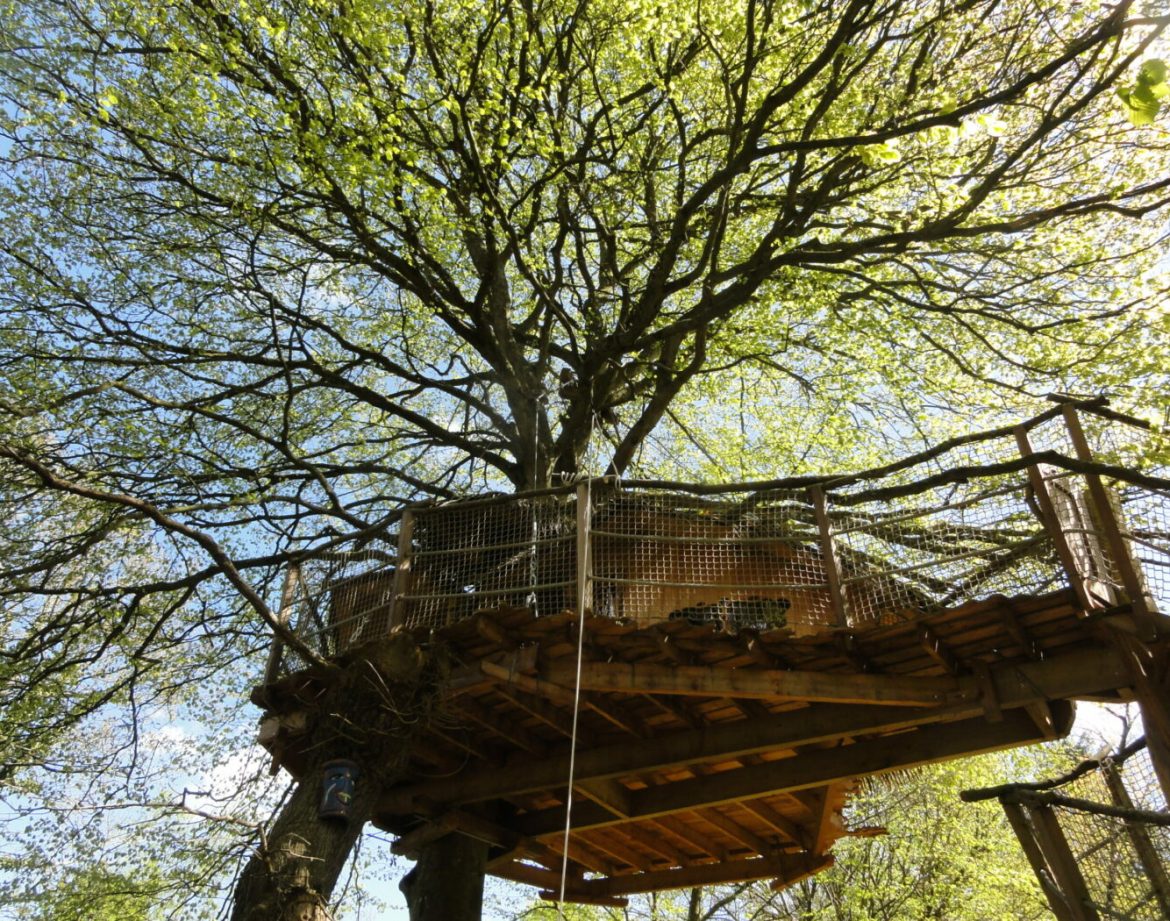Cabane dans les arbres en Bretagne, perchée au cœur dun feuillage verdoyant.
