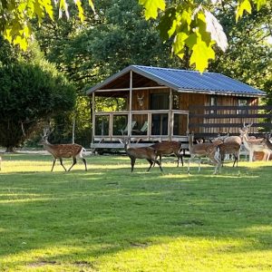 Cabane en bois en Auvergne-Rhône-Alpes, entourée de cerfs dans un cadre verdoyant.